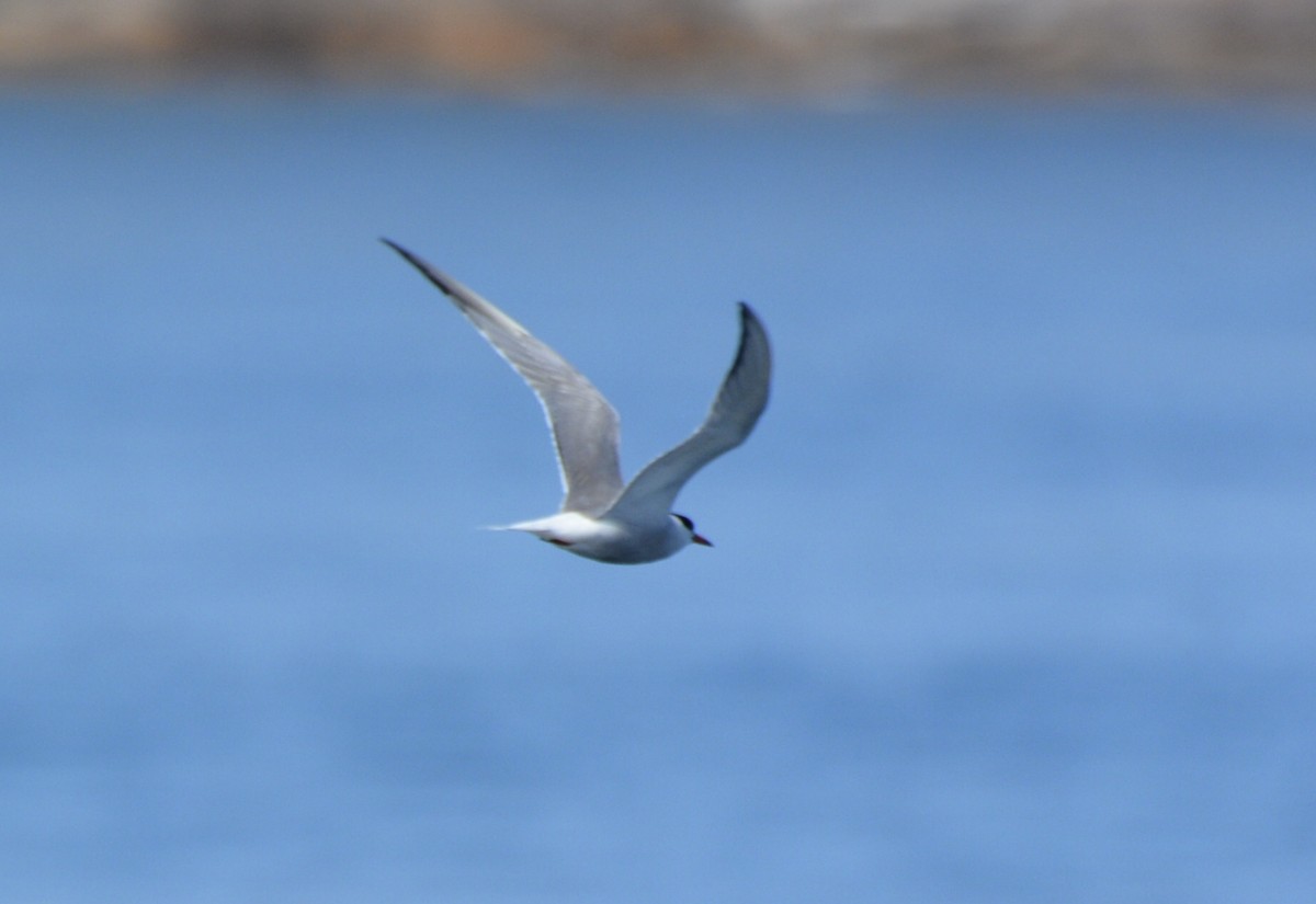 Common Tern - ML641865424