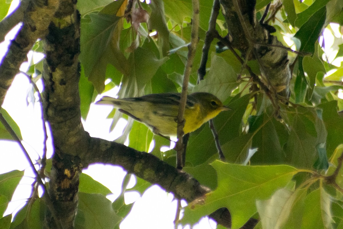 Pine Warbler - ML641865446