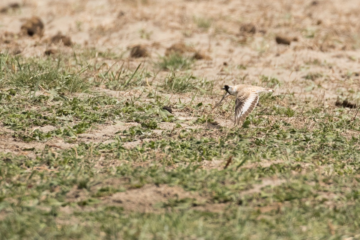 Pere David's Snowfinch - ML641865478