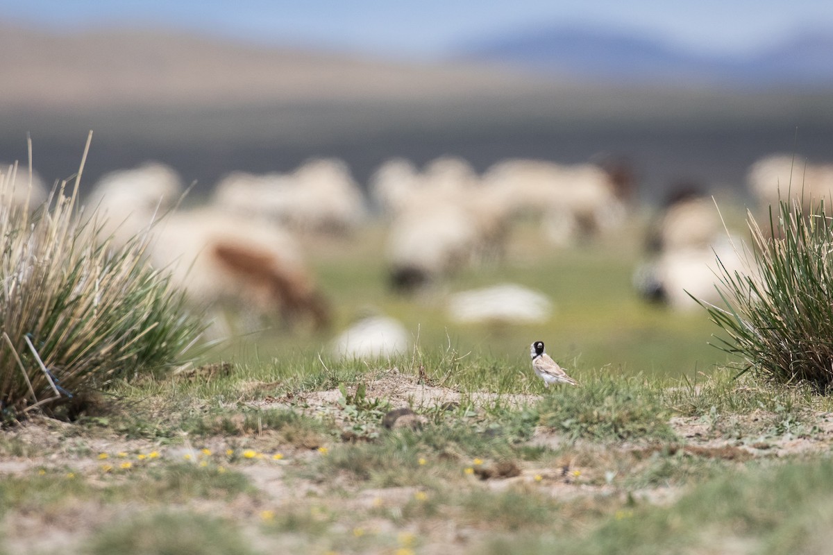 Pere David's Snowfinch - ML641865481