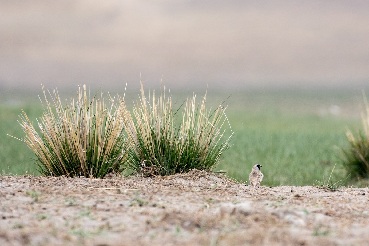Pere David's Snowfinch - ML641865484