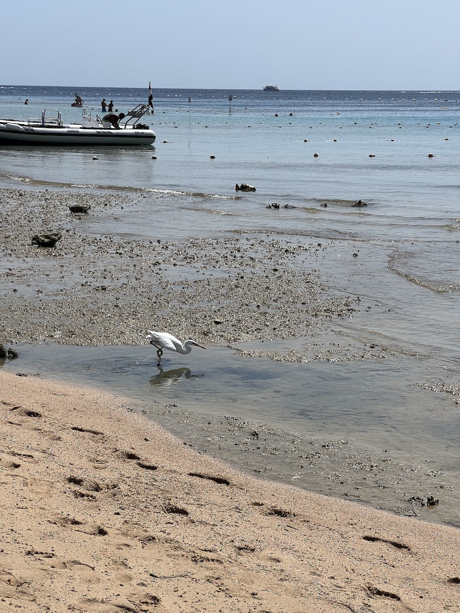 Western Reef-Heron (Eastern) - ML641865510