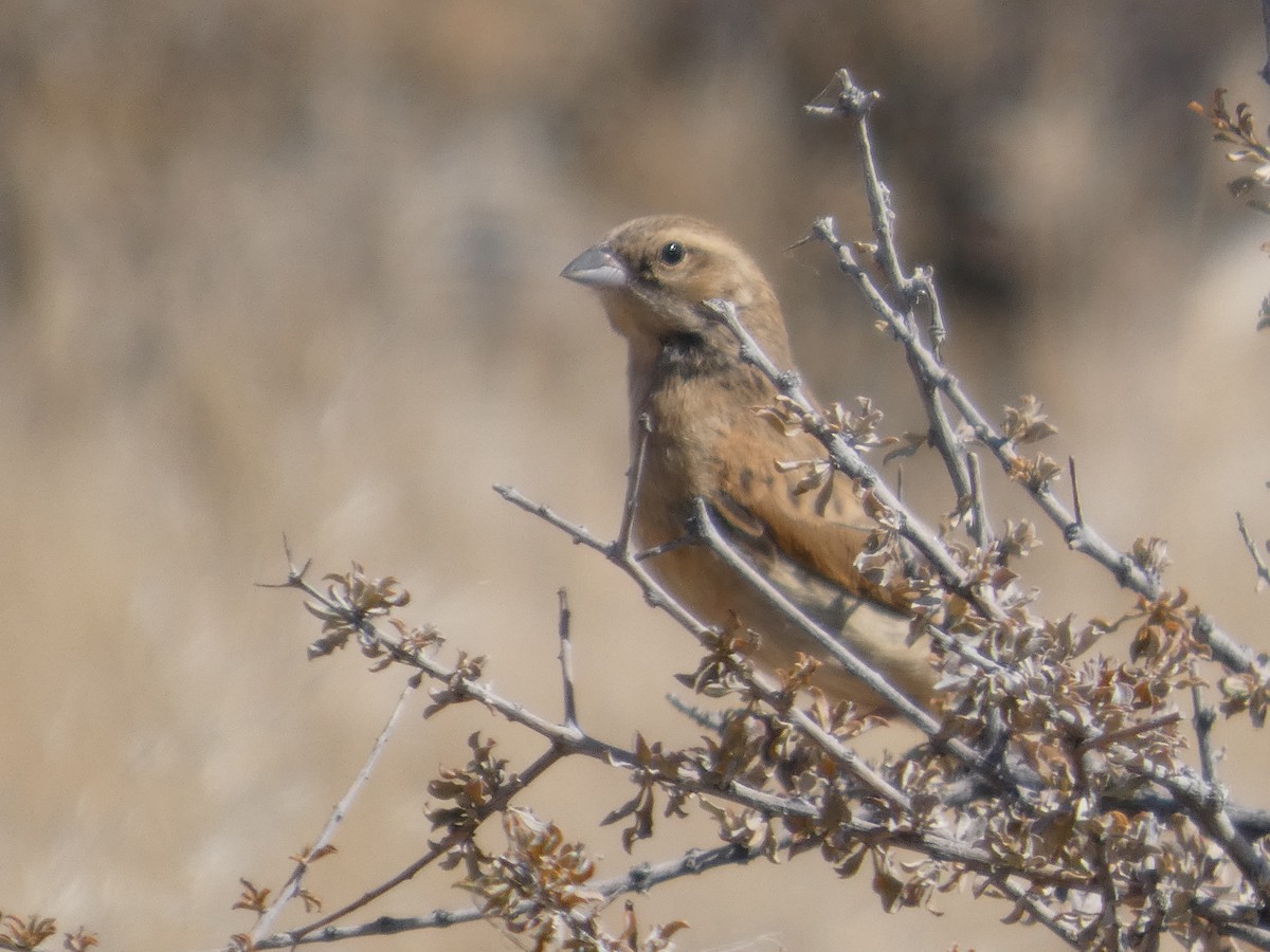 Lark-like Bunting - ML641865528