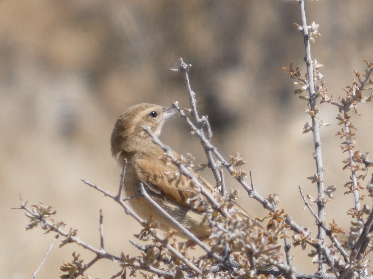 Lark-like Bunting - ML641865529