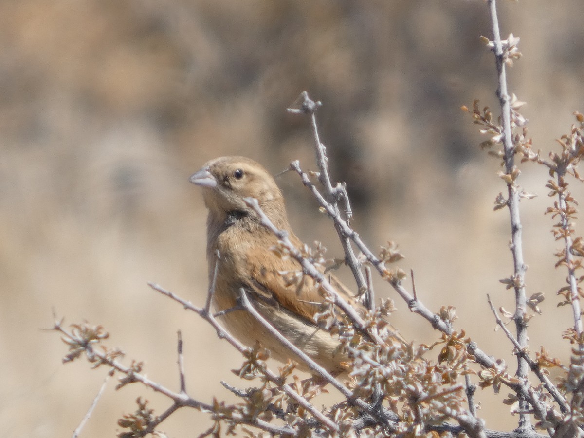 Lark-like Bunting - ML641865531