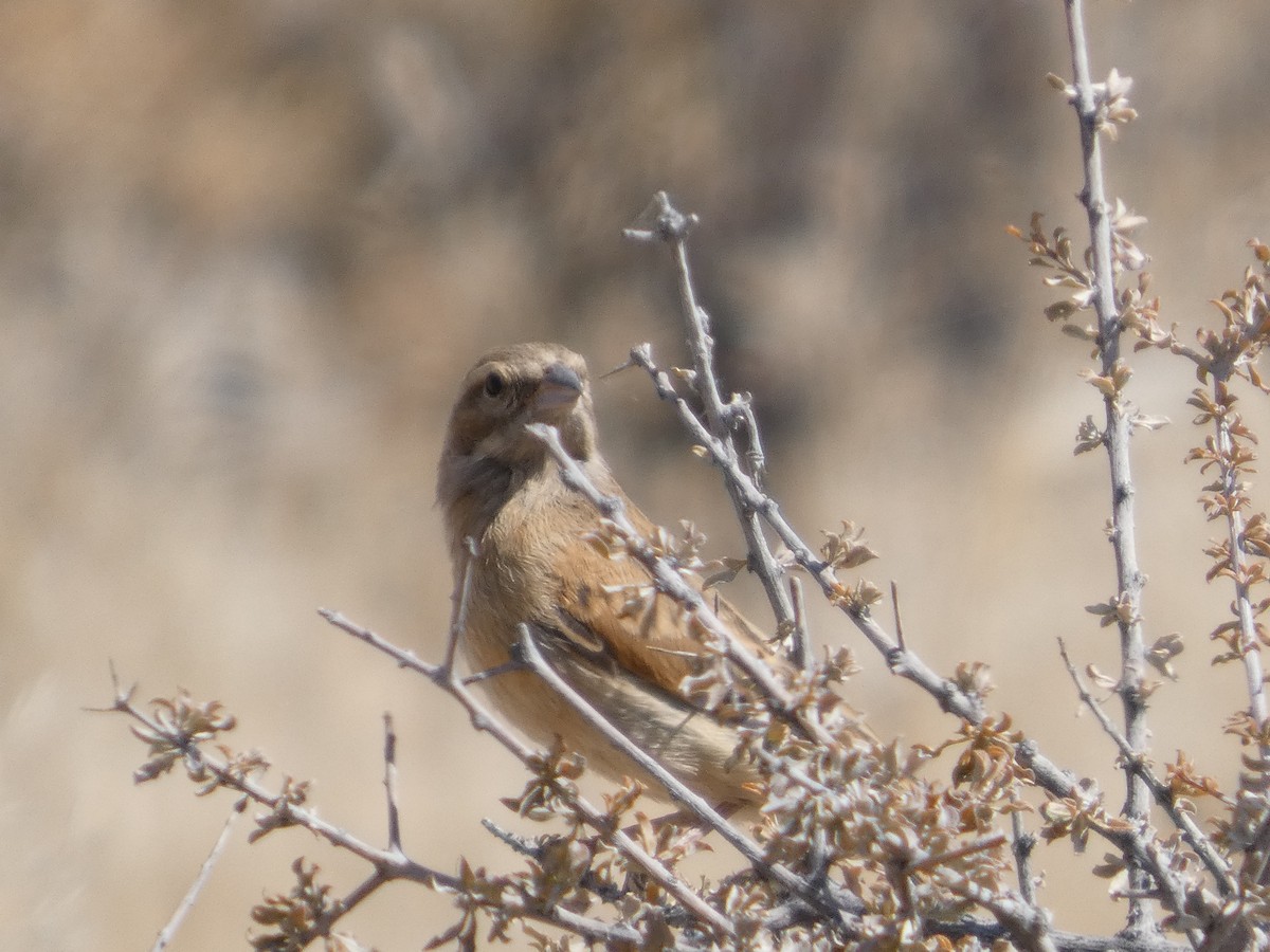 Lark-like Bunting - ML641865532