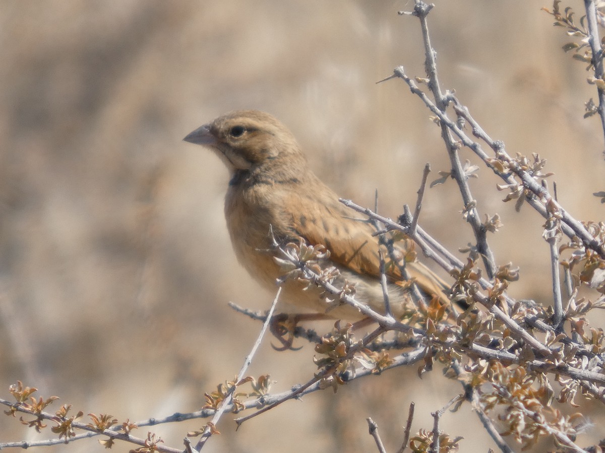 Lark-like Bunting - ML641865533