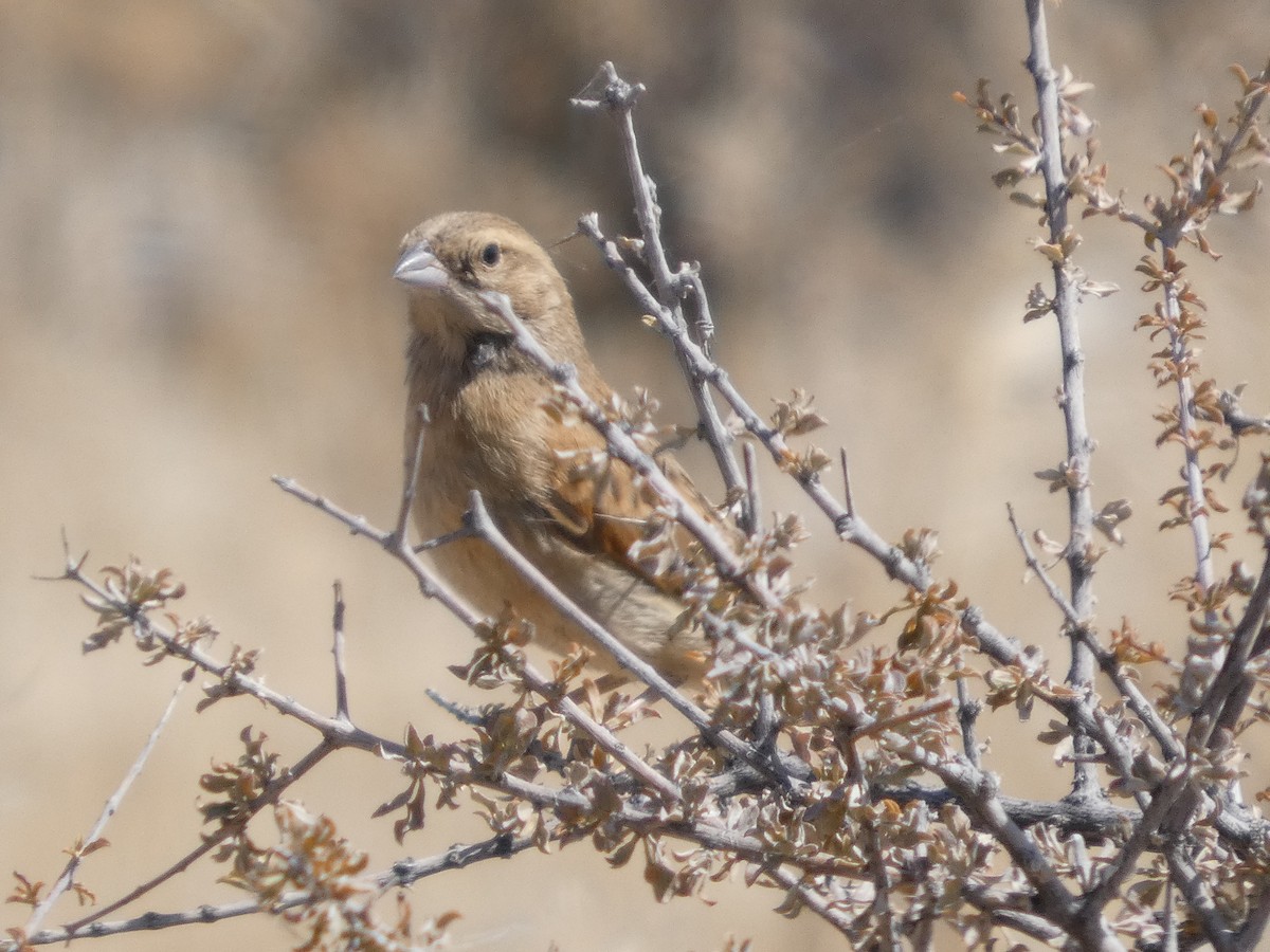 Lark-like Bunting - ML641865535