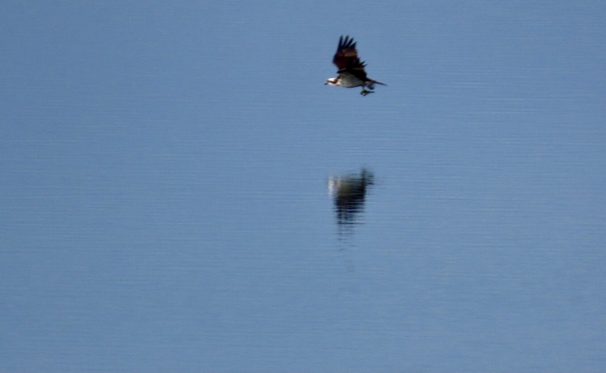 Osprey - ML641865552