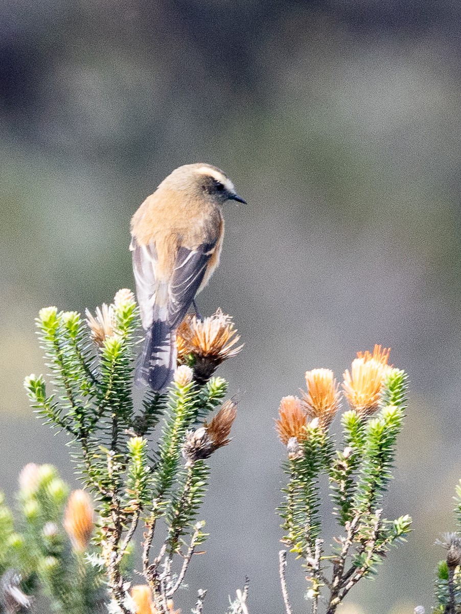Brown-backed Chat-Tyrant - ML641865558