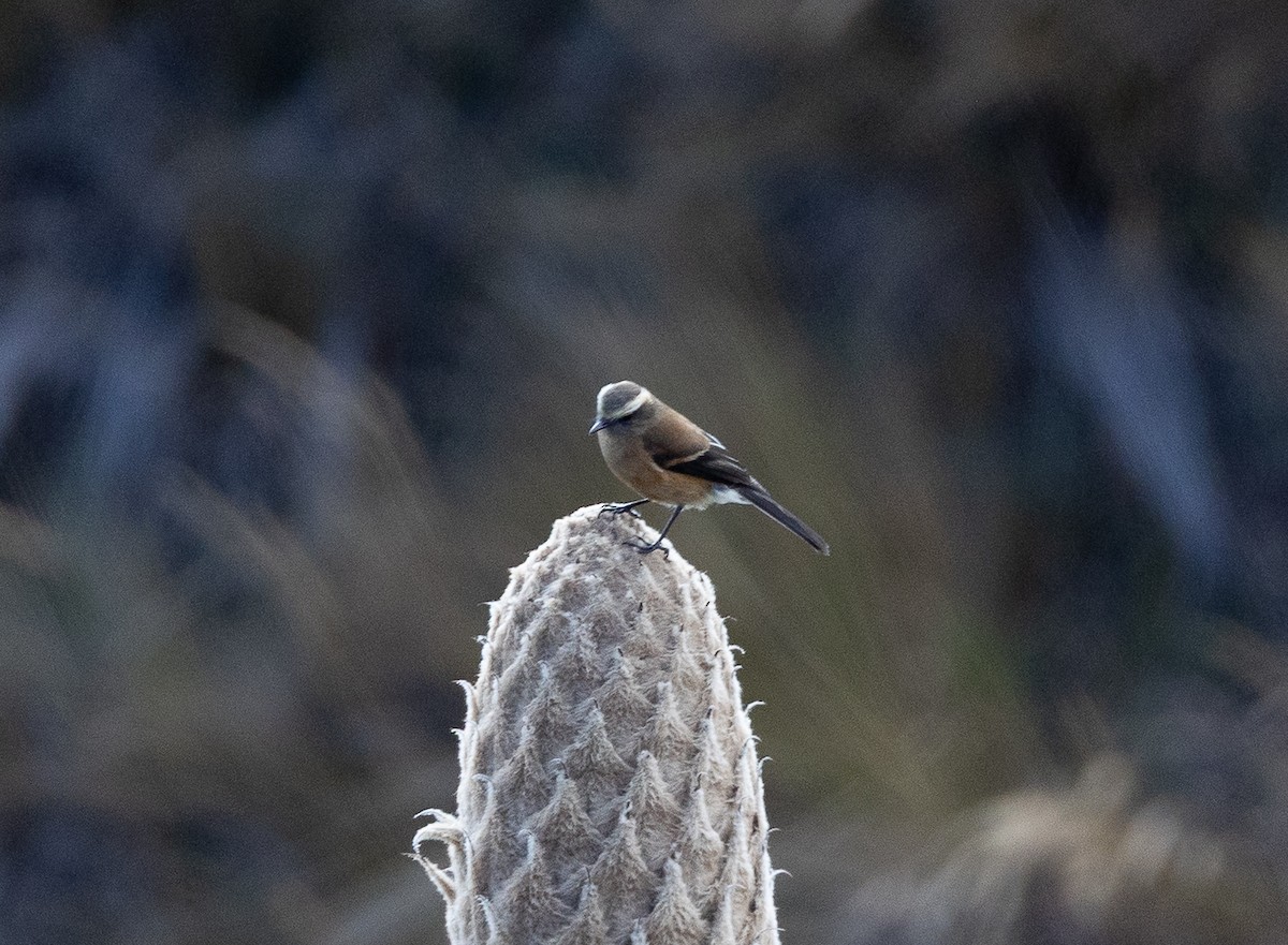 Brown-backed Chat-Tyrant - ML641865559