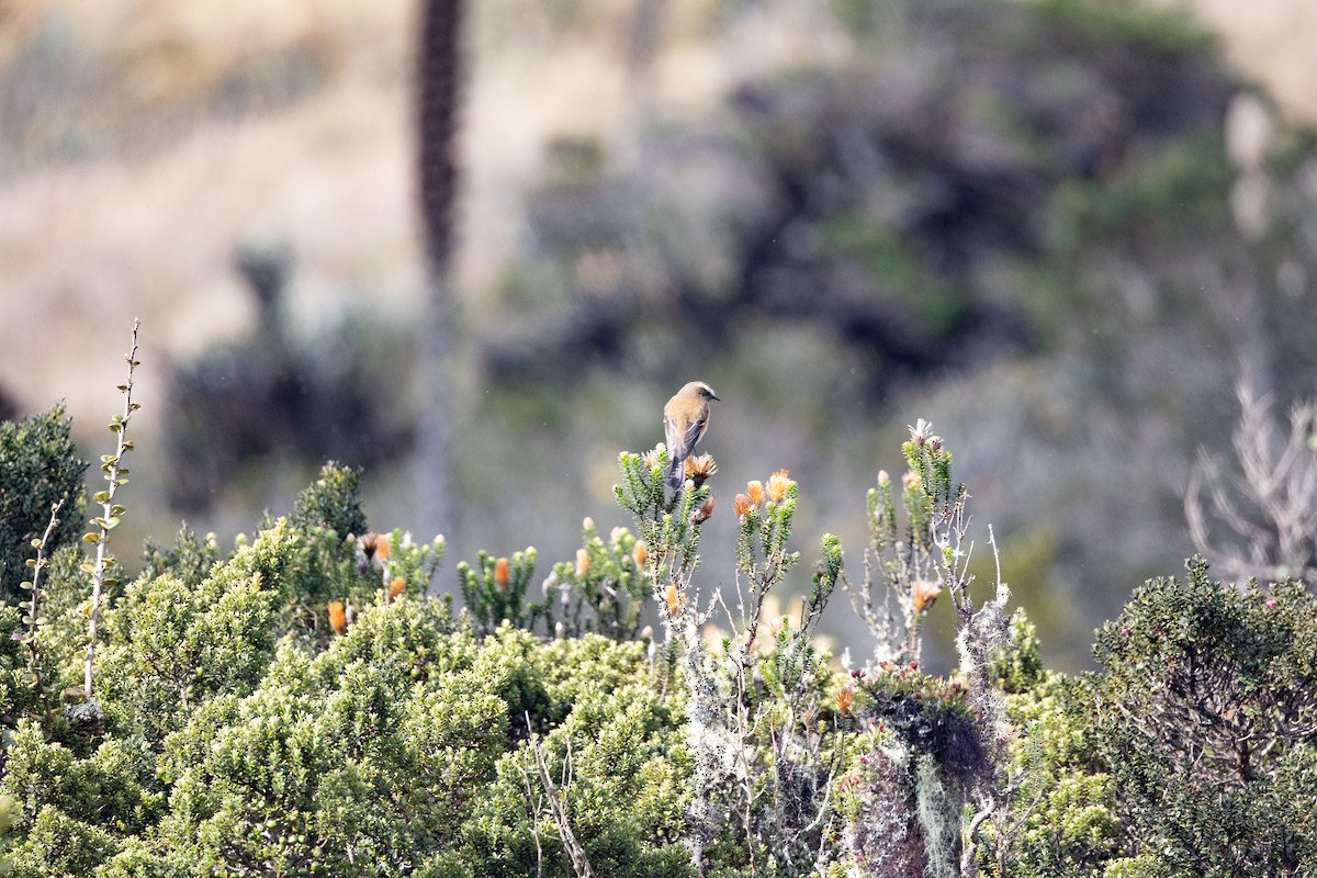Brown-backed Chat-Tyrant - ML641865560