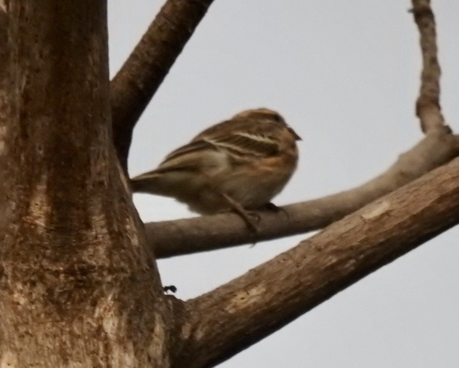 Reichenow's Seedeater - ML641865588