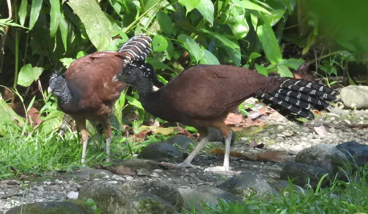 Great Curassow - ML641865595