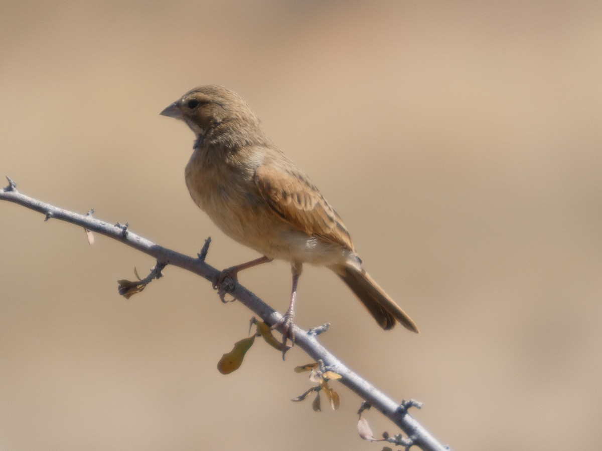 Lark-like Bunting - ML641865598