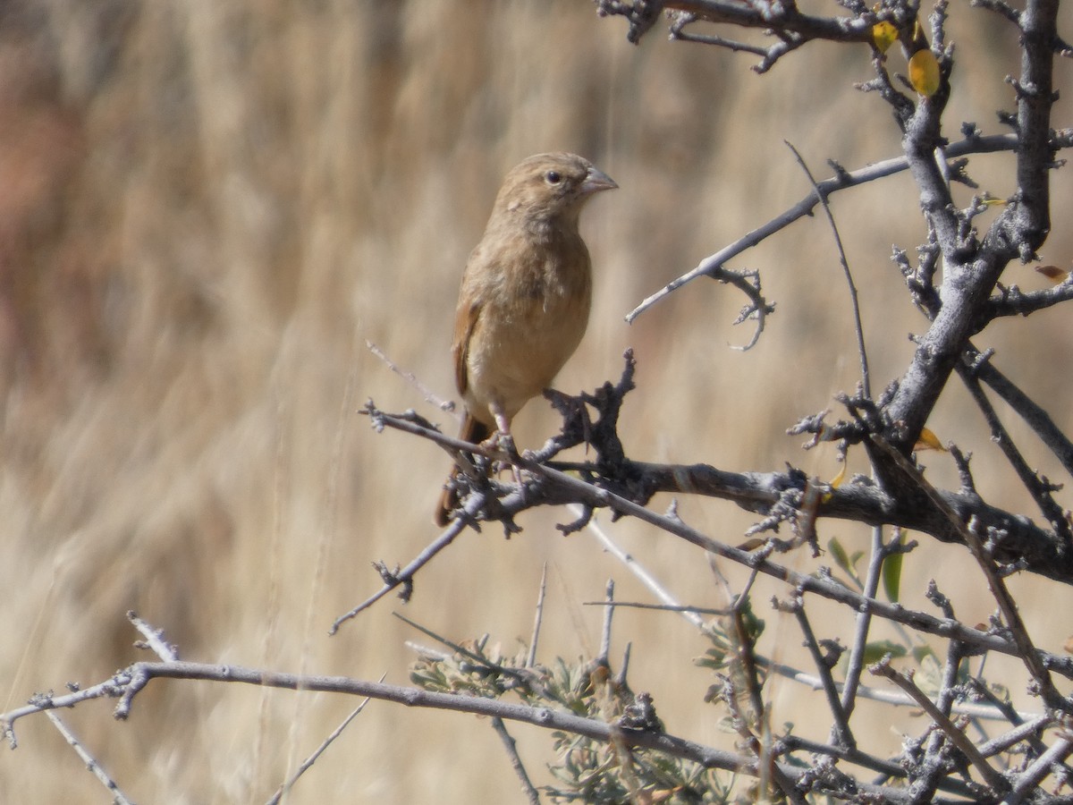 Lark-like Bunting - ML641865599