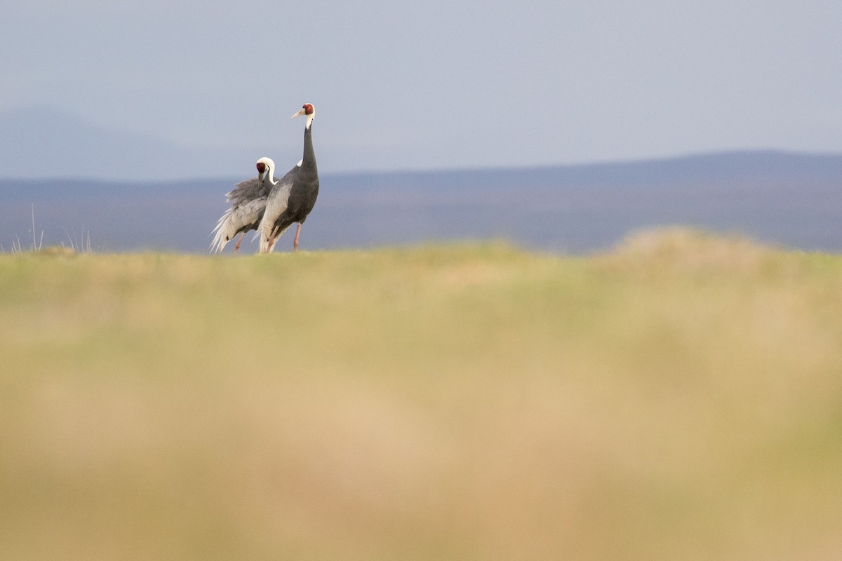 White-naped Crane - ML641865601