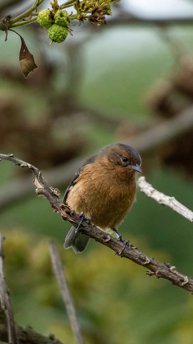 Rufous-browed Conebill - ML641865602