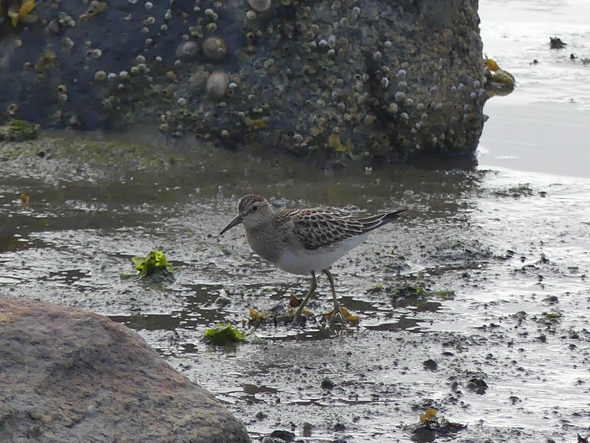 Pectoral Sandpiper - ML641865603