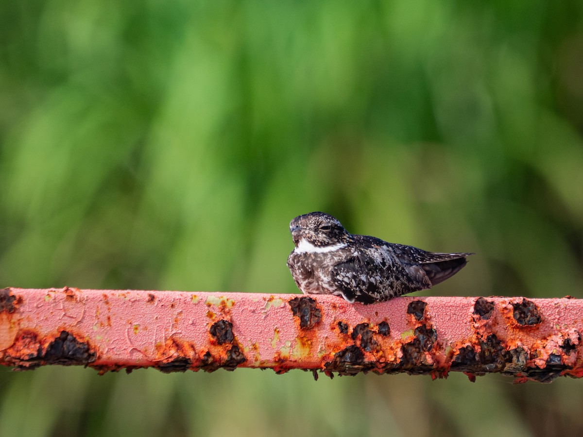 Common Nighthawk - ML641865605