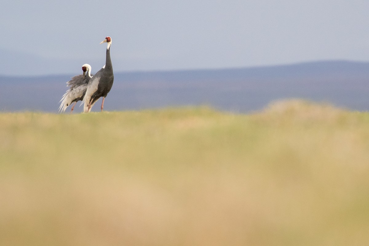 White-naped Crane - ML641865606