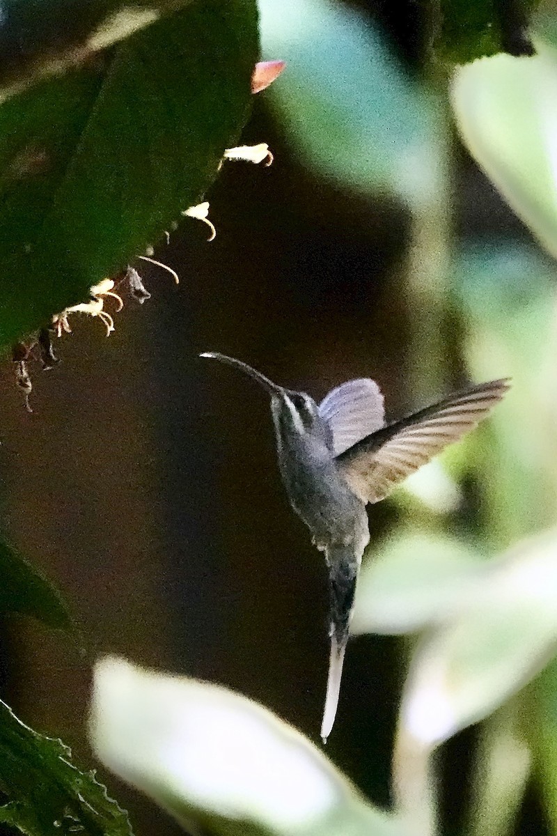 White-bearded Hermit - ML641865607