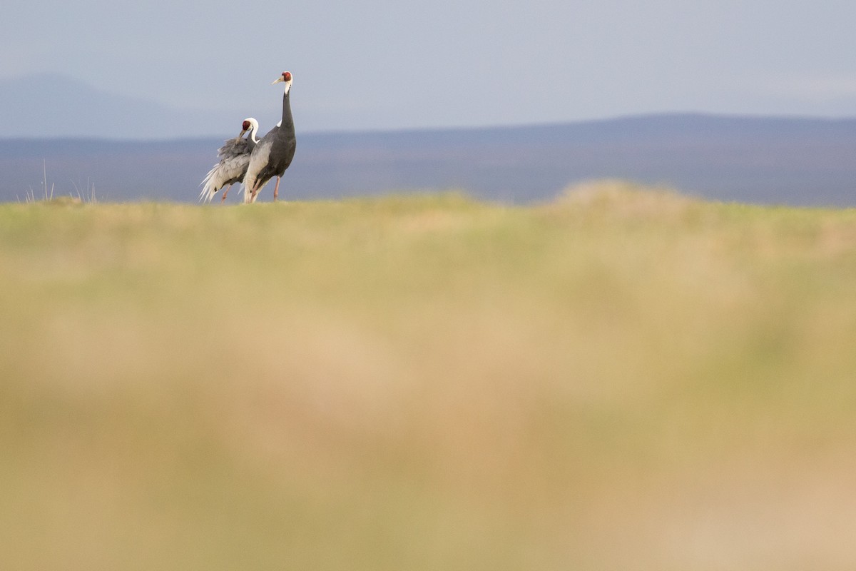White-naped Crane - ML641865611