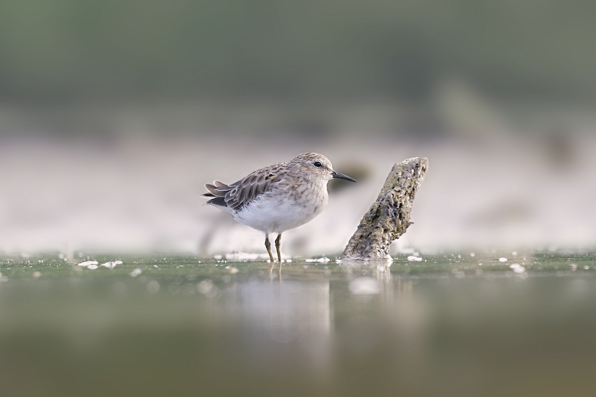 Least Sandpiper - ML641865649