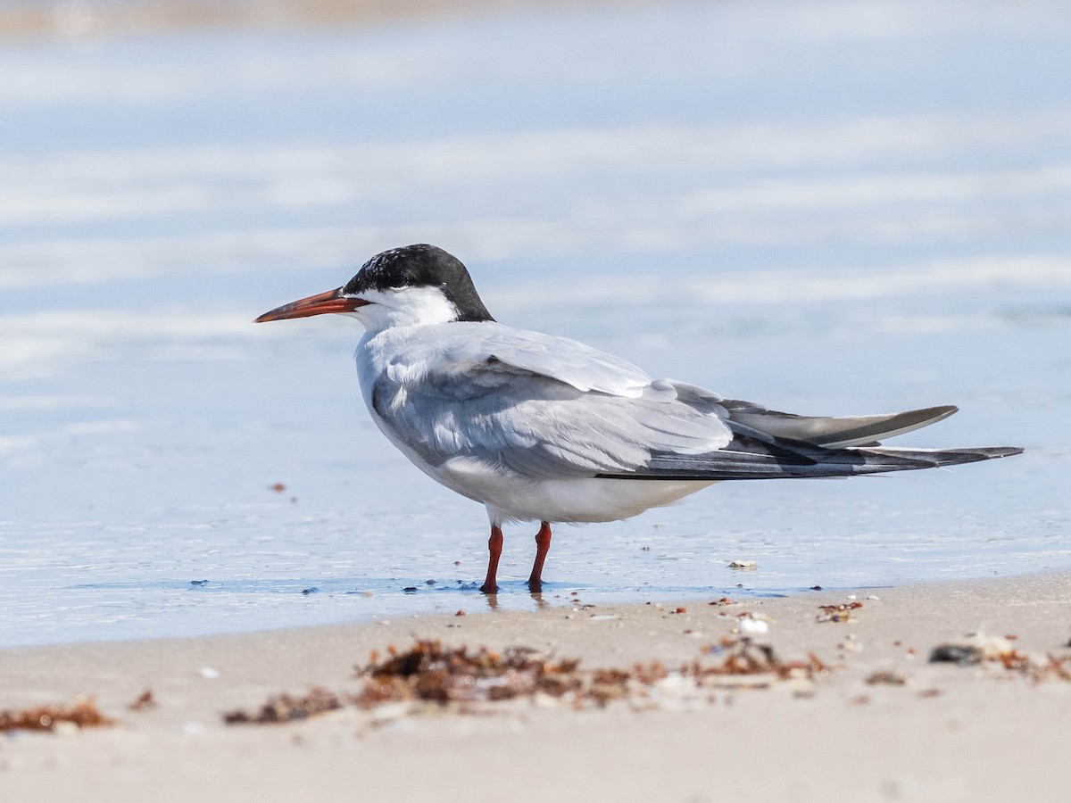 Common Tern - ML641865667