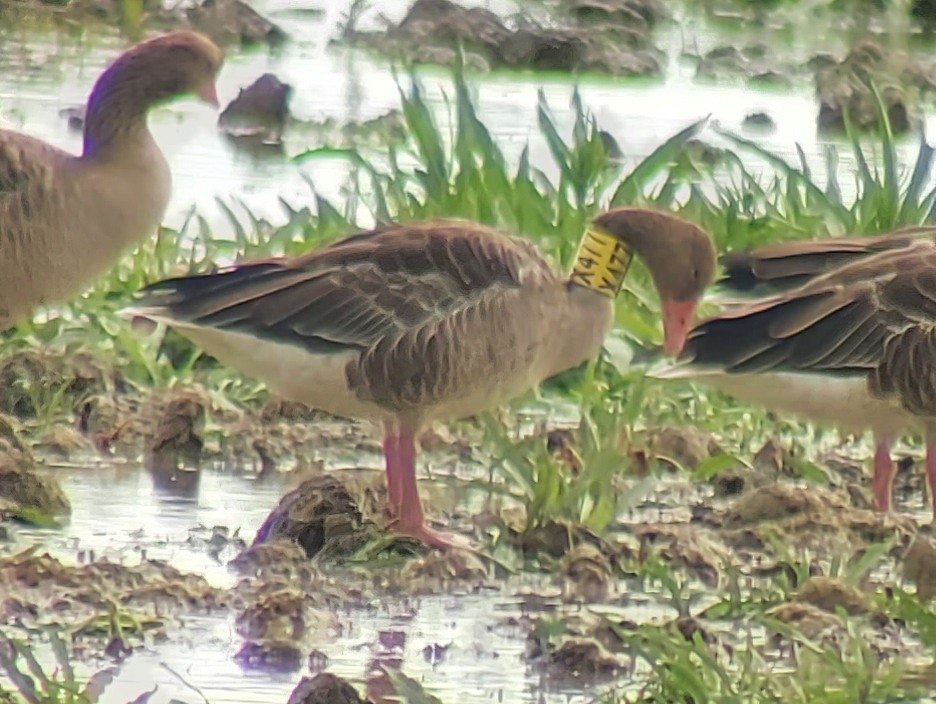 Graylag Goose - ML641865700