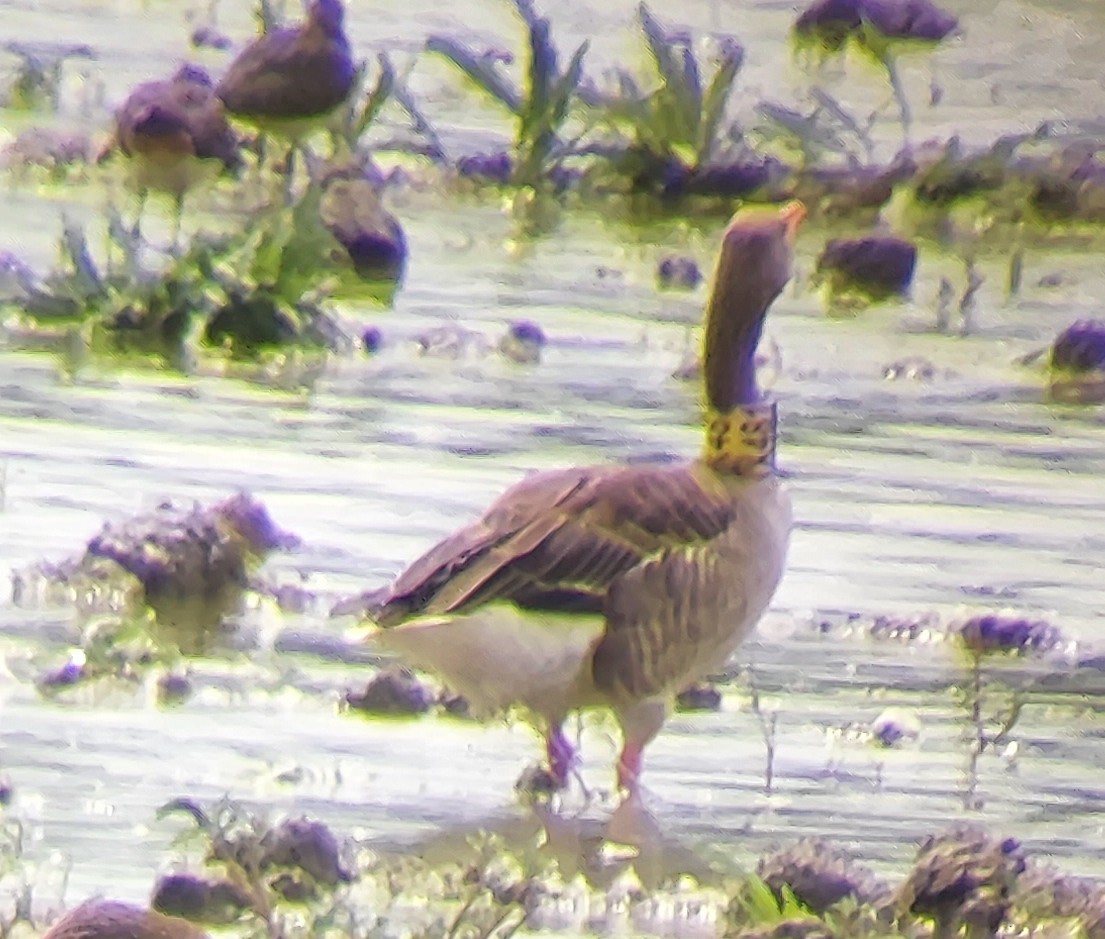 Graylag Goose - ML641865702