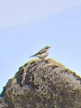 Northern Wheatear - ML641865708