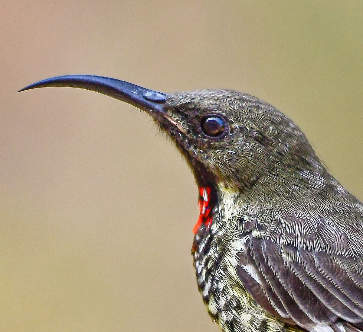 Scarlet-chested Sunbird - ML641865717