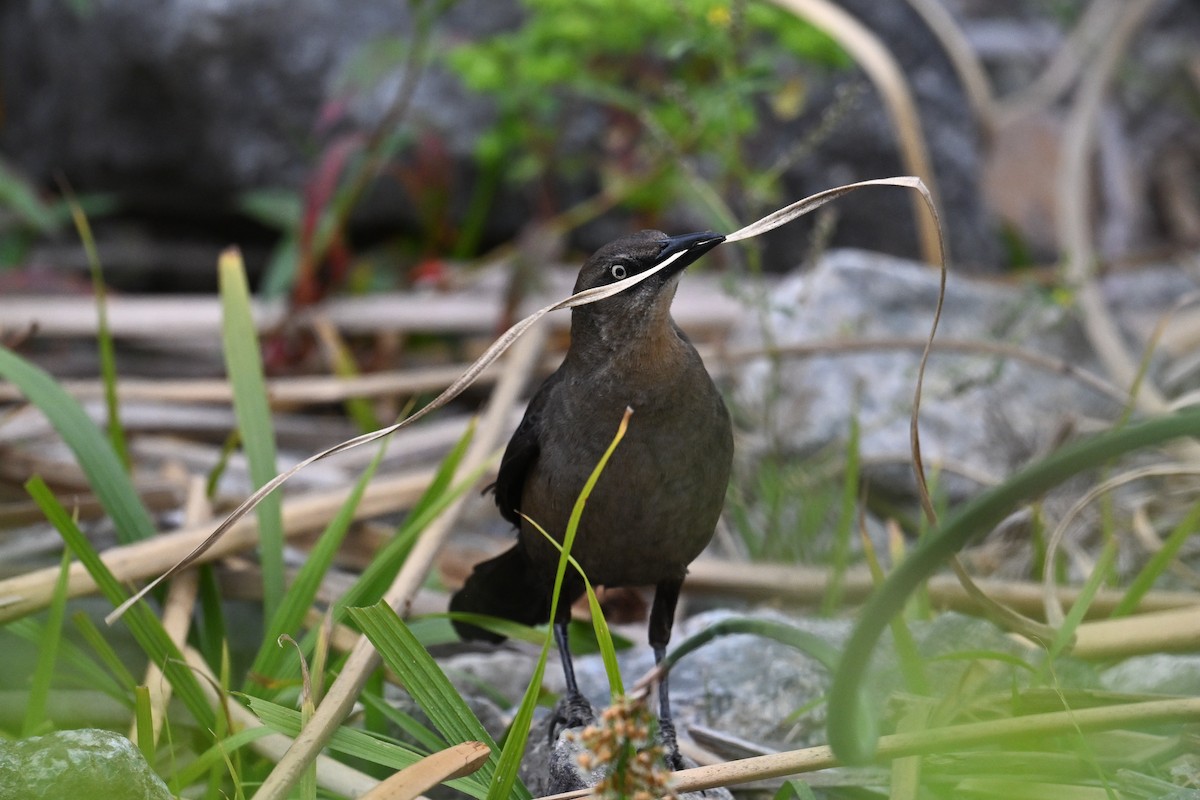 Great-tailed Grackle - ML641865735