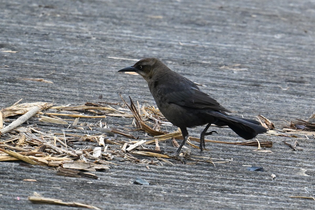 Great-tailed Grackle - ML641865739