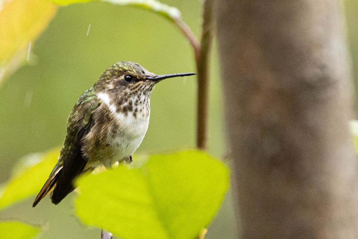 Volcano Hummingbird - ML641865743