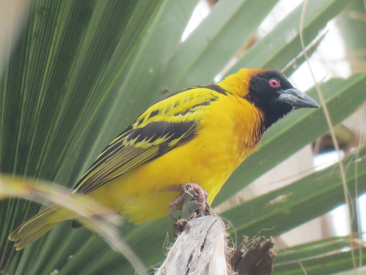 Village Weaver - ML641865745