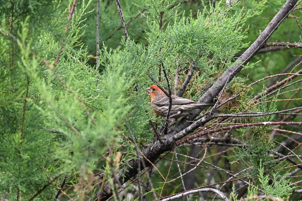 House Finch - ML641865747