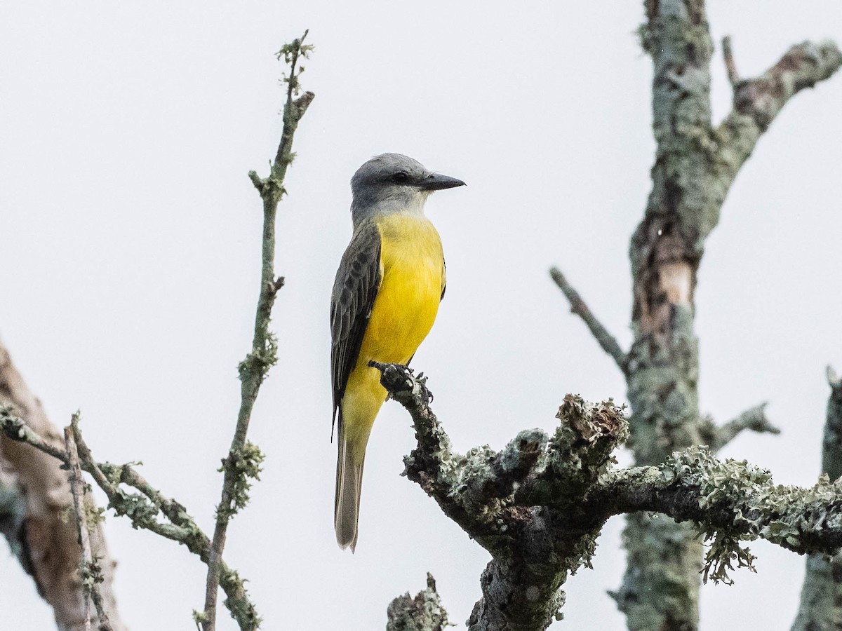 Couch's Kingbird - ML641865751
