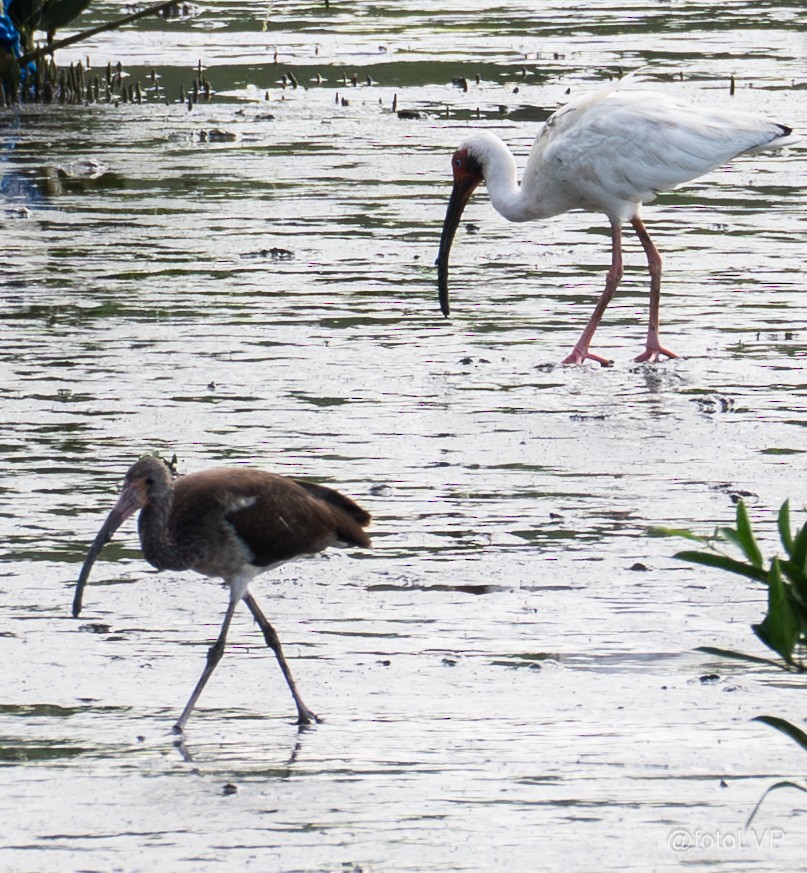 White Ibis - ML641865763