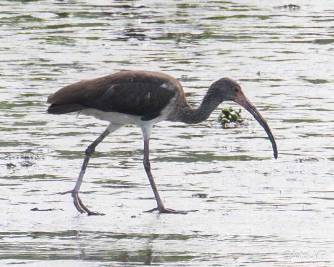 White Ibis - ML641865764