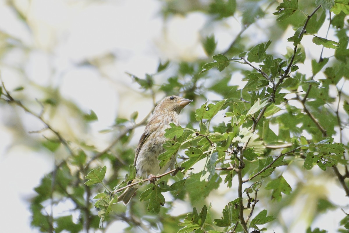 Purple Finch - ML641865765