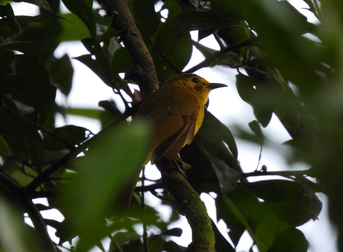Yellow-browed Bulbul - ML641865767