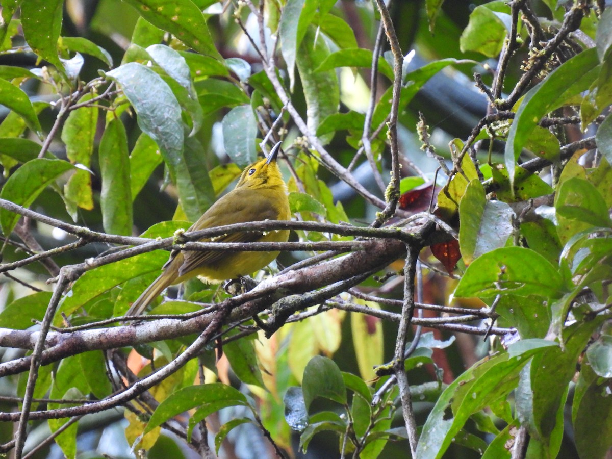 Yellow-browed Bulbul - ML641865768