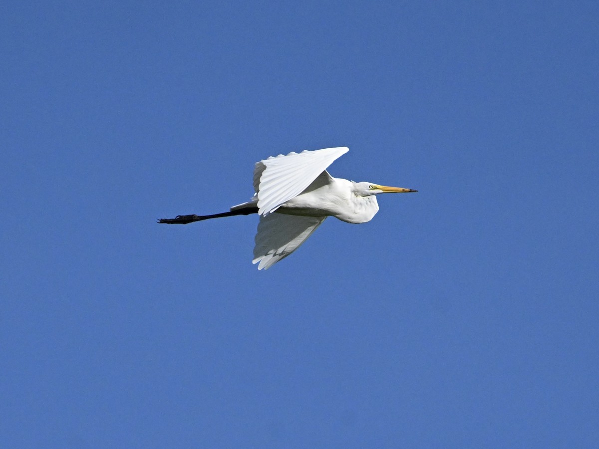 Great Egret - ML641865773