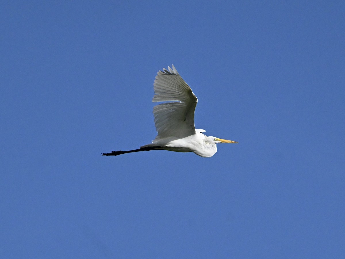 Great Egret - ML641865778