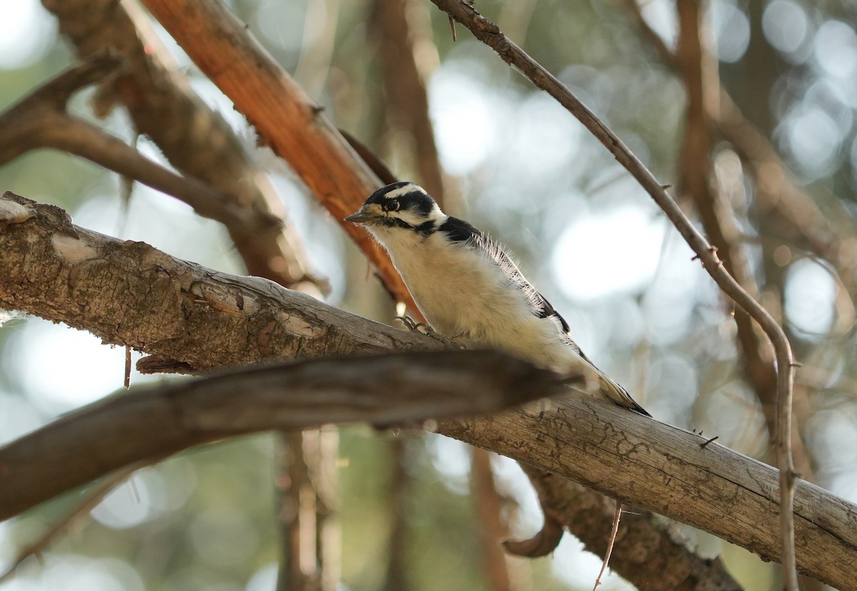 Downy Woodpecker - ML641865782