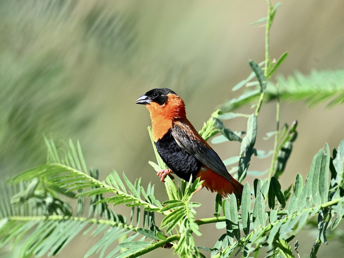 Northern Red Bishop - ML641865795