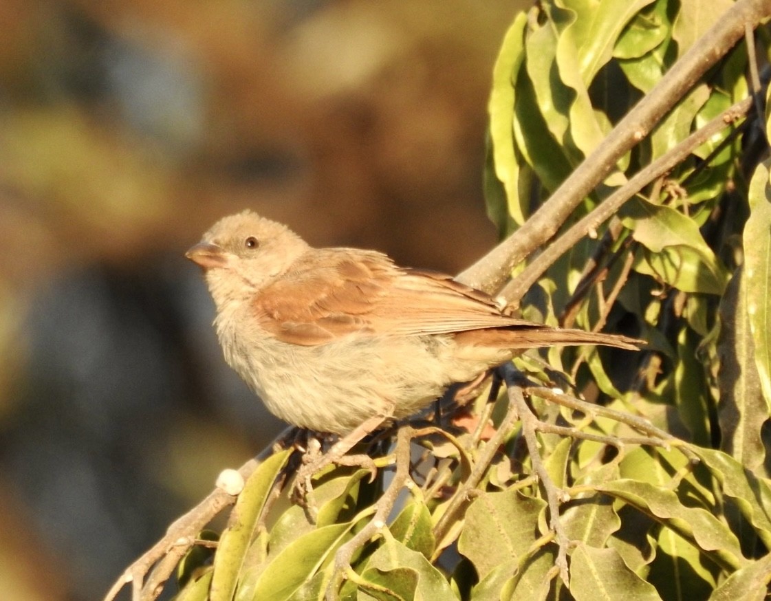 Northern Gray-headed Sparrow - ML641865797