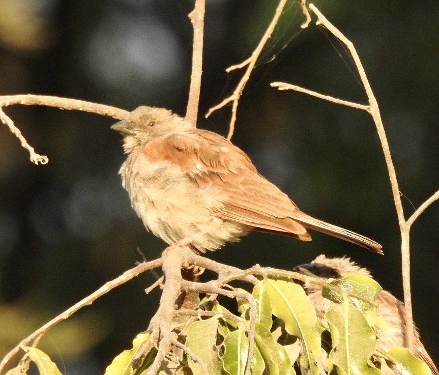 Northern Gray-headed Sparrow - ML641865798